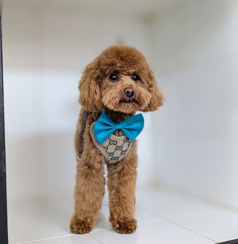 Dolce & Cagnara - Foto 3