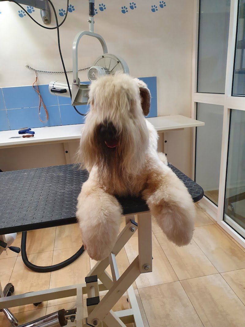 Dolci Bolle Toelettatura per cani - Foto 1