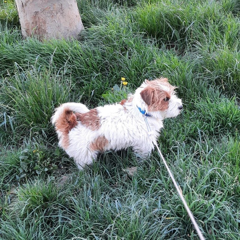 Dolci Bolle Toelettatura per cani - Foto 2