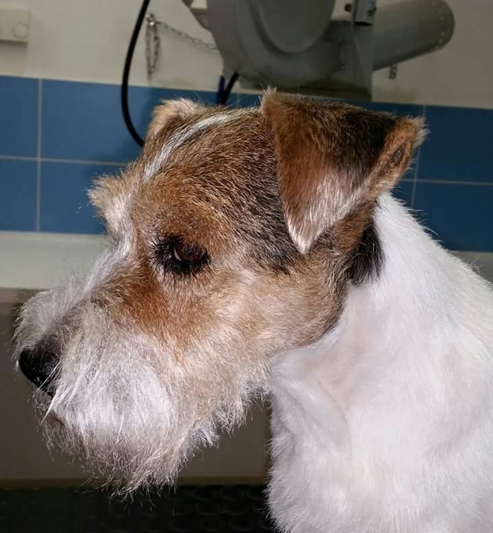 Dolci Bolle Toelettatura per cani - Foto 4