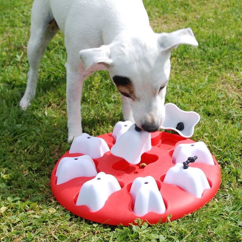 Dolci Bolle Toelettatura per cani - Foto 5