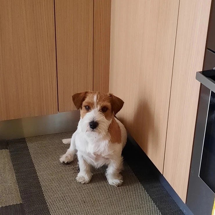 Dolci Bolle Toelettatura per cani - Foto 6