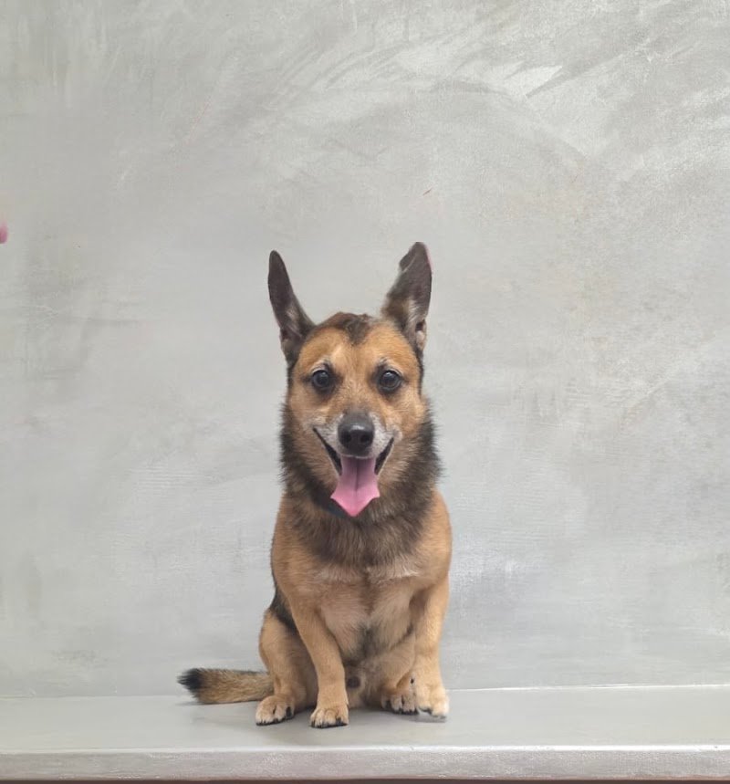 Double T toelettatura da Teo - Foto 1