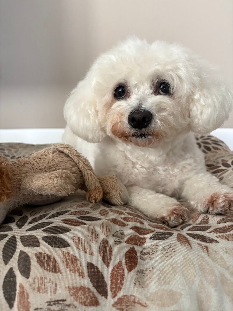 Double T toelettatura da Teo - Foto 2