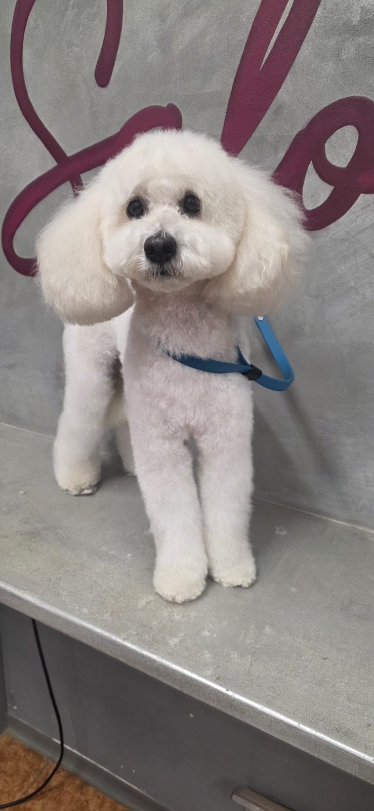 Double T toelettatura da Teo - Foto 4