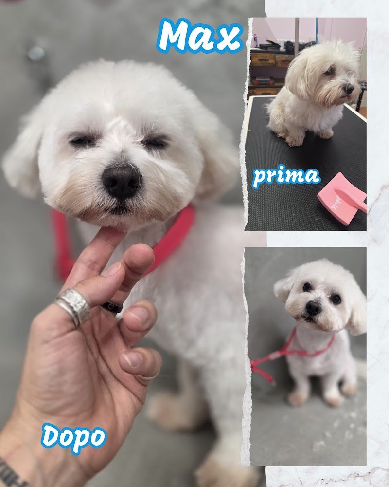 Double T toelettatura da Teo - Foto 5