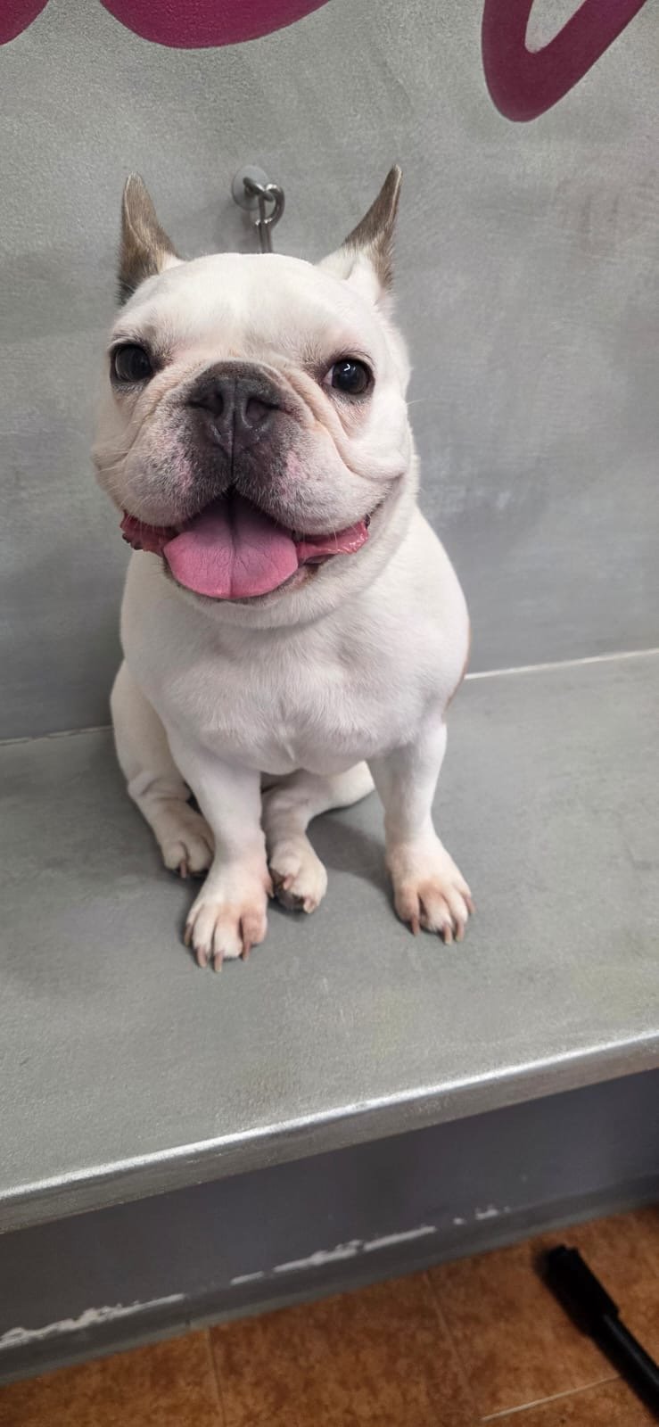 Double T toelettatura da Teo - Foto 6