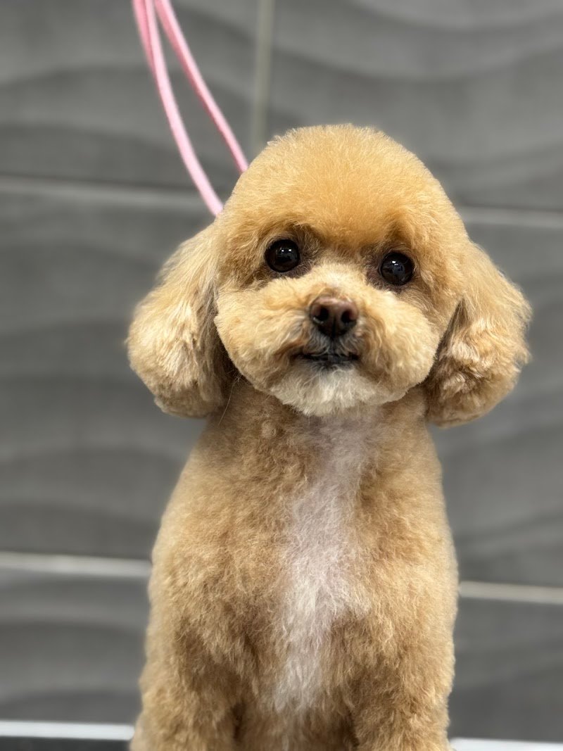 Drydog Toelettatura Viterbo - Foto 2