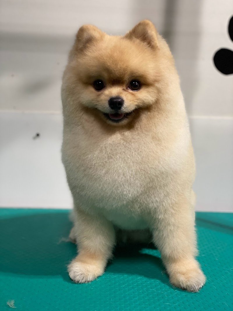 Drydog Toelettatura Viterbo - Foto 4