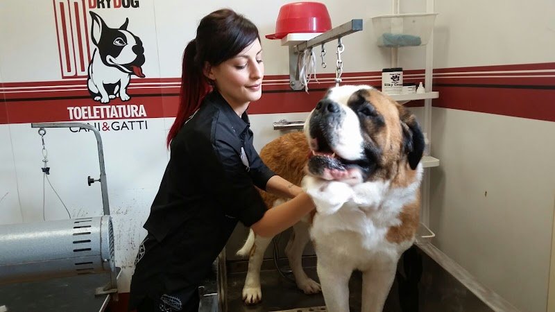 Drydog Toelettatura Viterbo - Foto 6