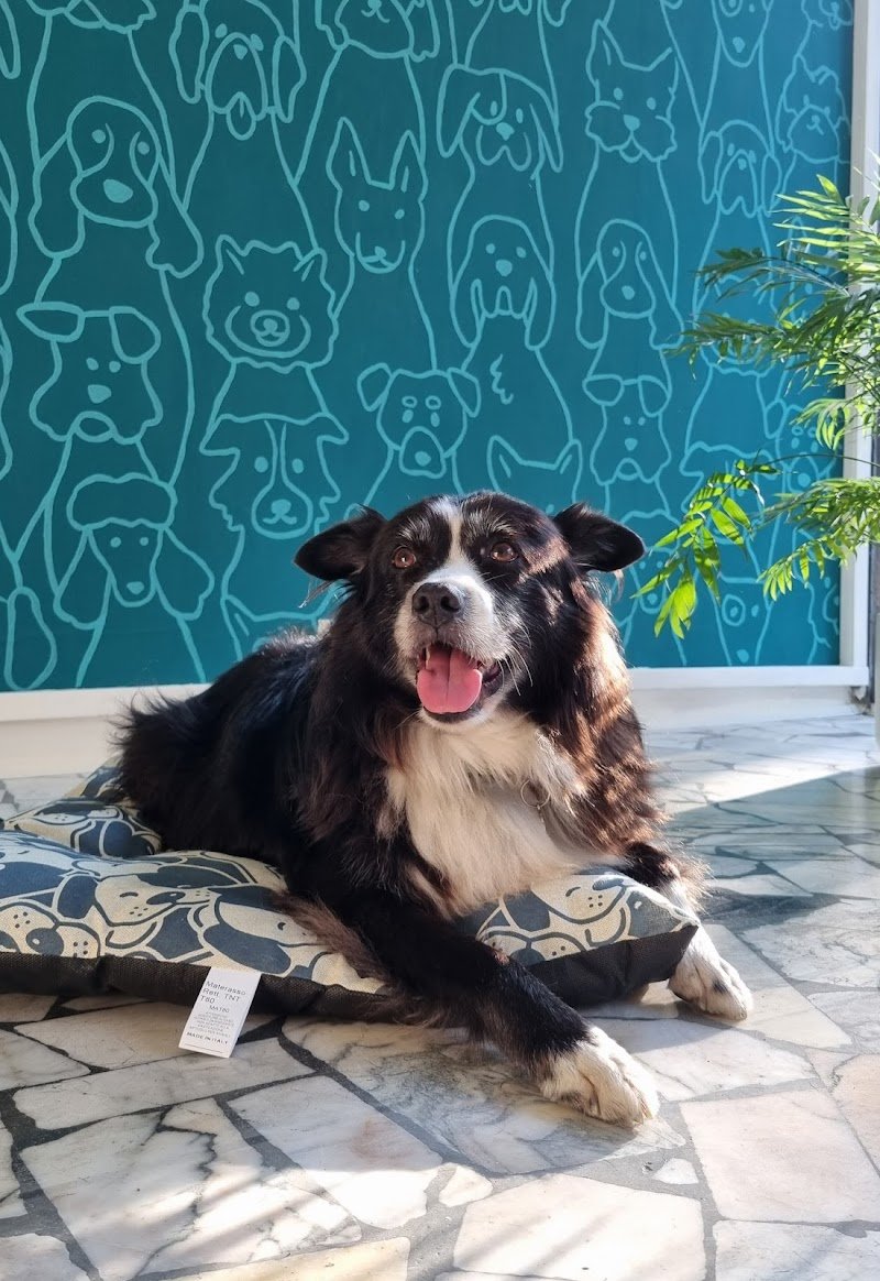 Dusty Dogs Toelettatura - Foto 1