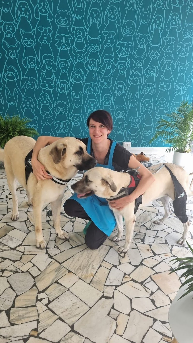 Dusty Dogs Toelettatura - Foto 4