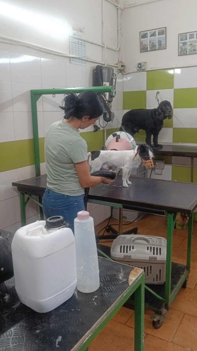 E' L' ORA DEL BAGNETTO ( toelettatura ) - Foto 3