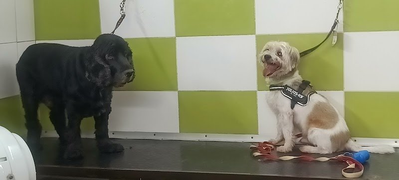 E' L' ORA DEL BAGNETTO ( toelettatura ) - Foto 4