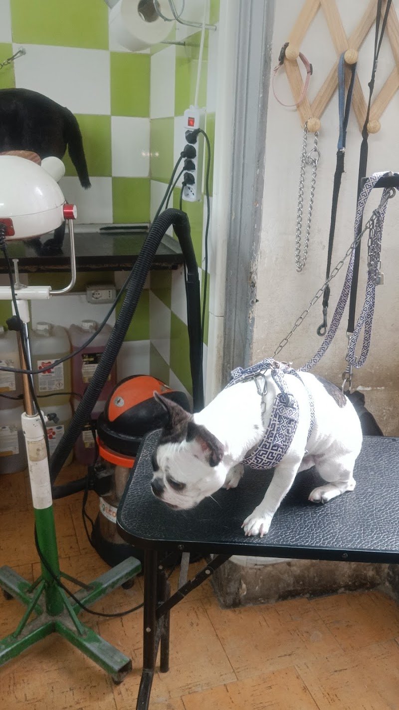 E' L' ORA DEL BAGNETTO ( toelettatura ) - Foto 5