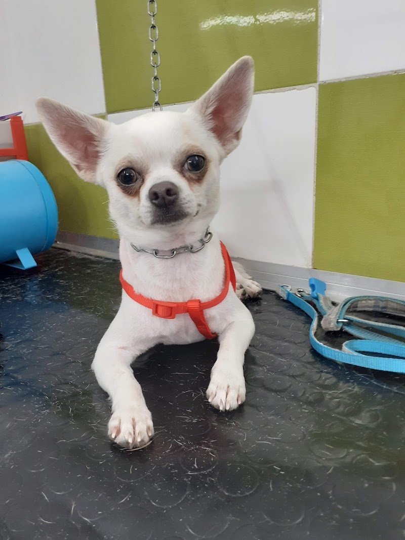 E' L' ORA DEL BAGNETTO ( toelettatura ) - Foto 6