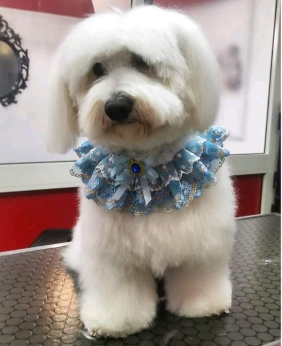 Eccentric Dogs - Foto 2