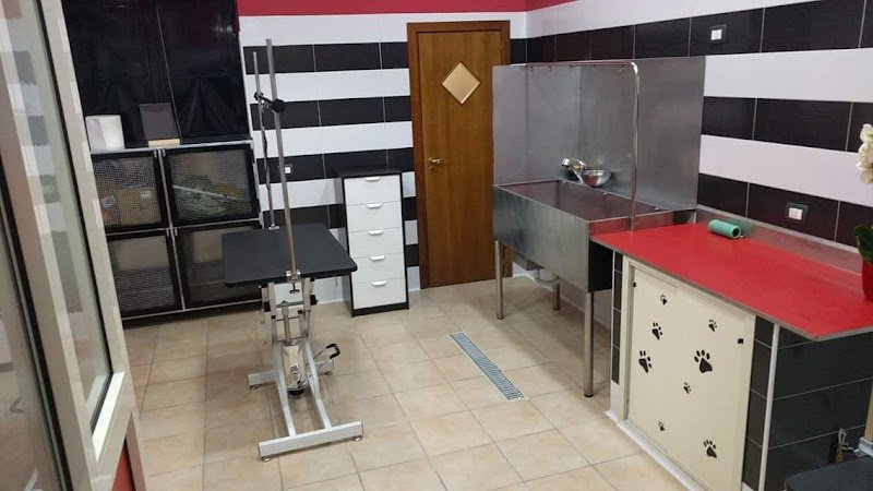 Eccentric Dogs - Foto 5