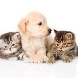 Ecocenter Dogs And Cats - Foto 2