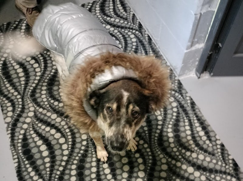 Ecocenter Dogs And Cats - Foto 4