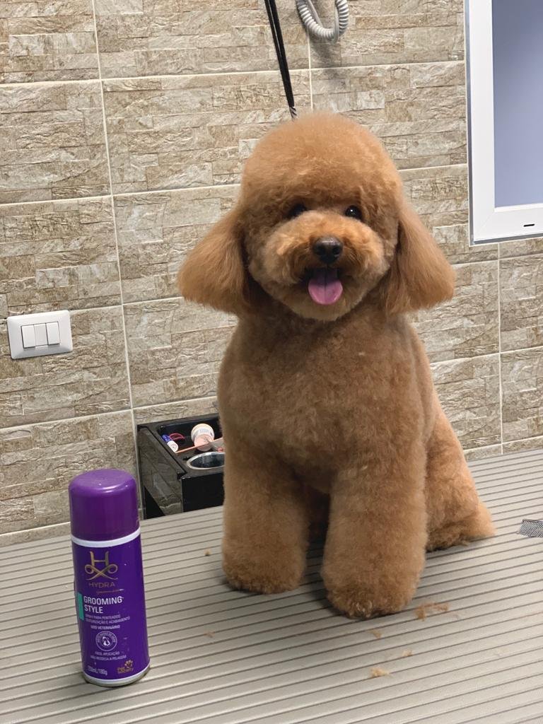 Ed'S Pet Bagno e Toelettatura - Foto 1