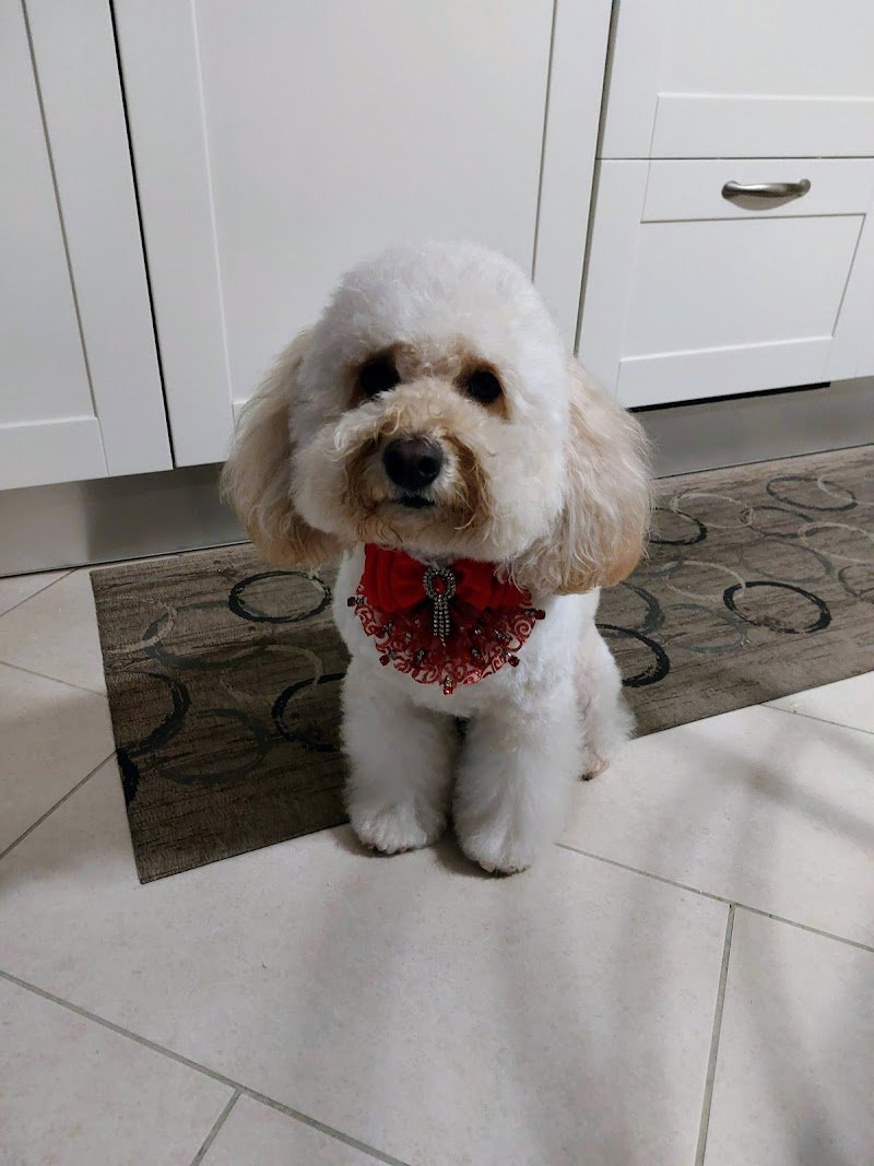 Ed'S Pet Bagno e Toelettatura - Foto 2