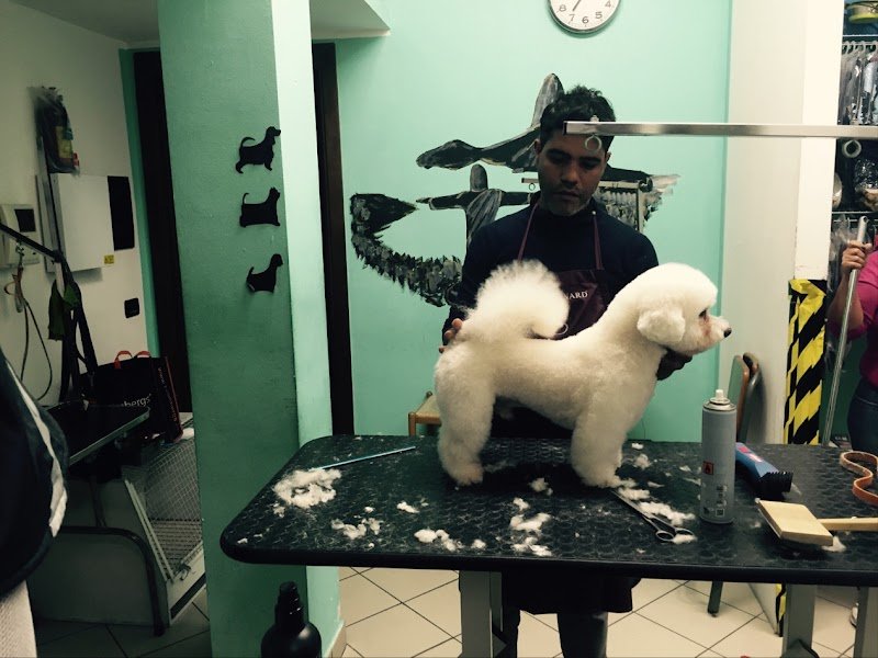 Ed'S Pet Bagno e Toelettatura - Foto 3