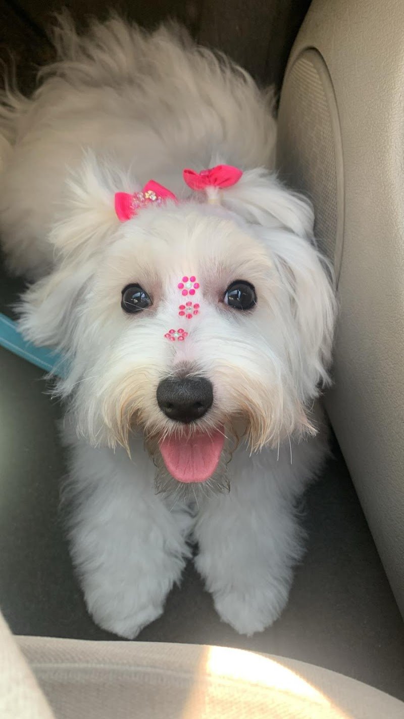 Ed'S Pet Bagno e Toelettatura - Foto 4