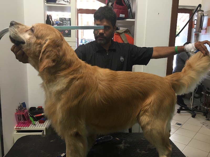 Ed'S Pet Bagno e Toelettatura - Foto 5