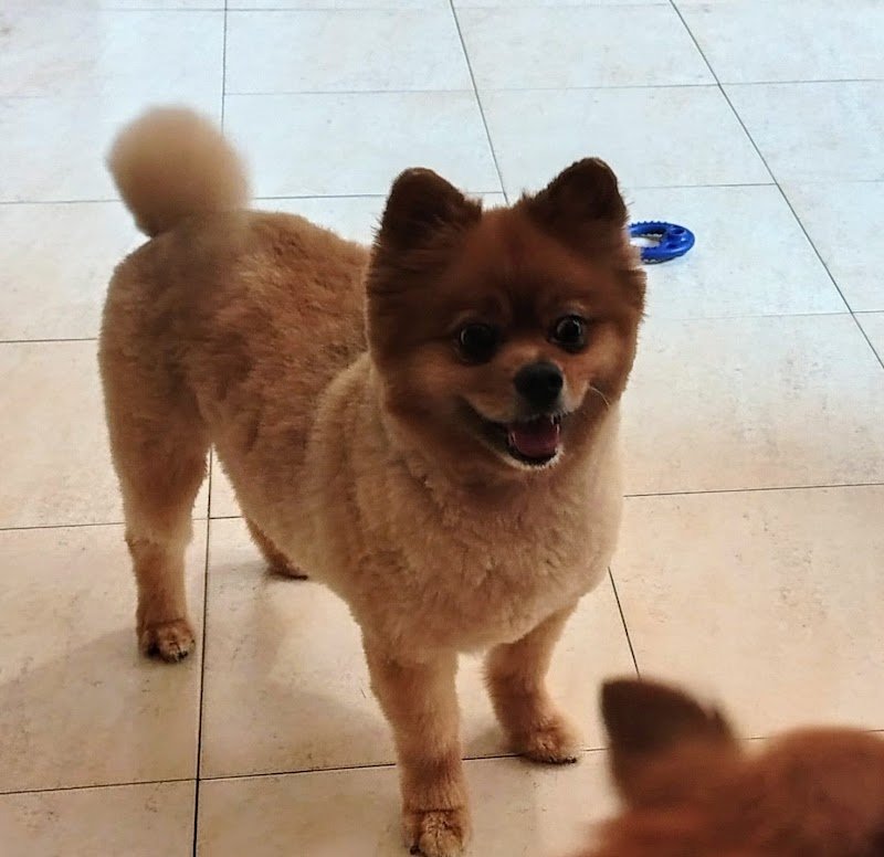 Ed'S Pet Bagno e Toelettatura - Foto 6