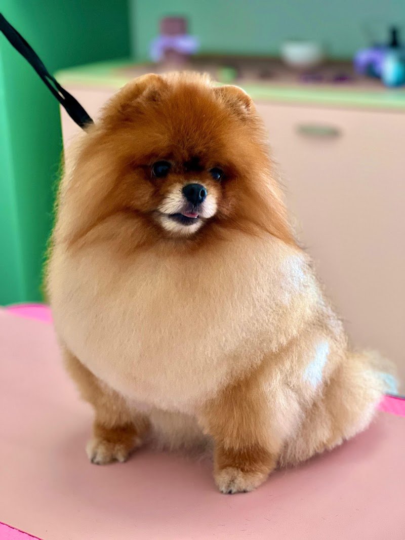 Ego luxury boutique & grooming for Pets - Foto 2