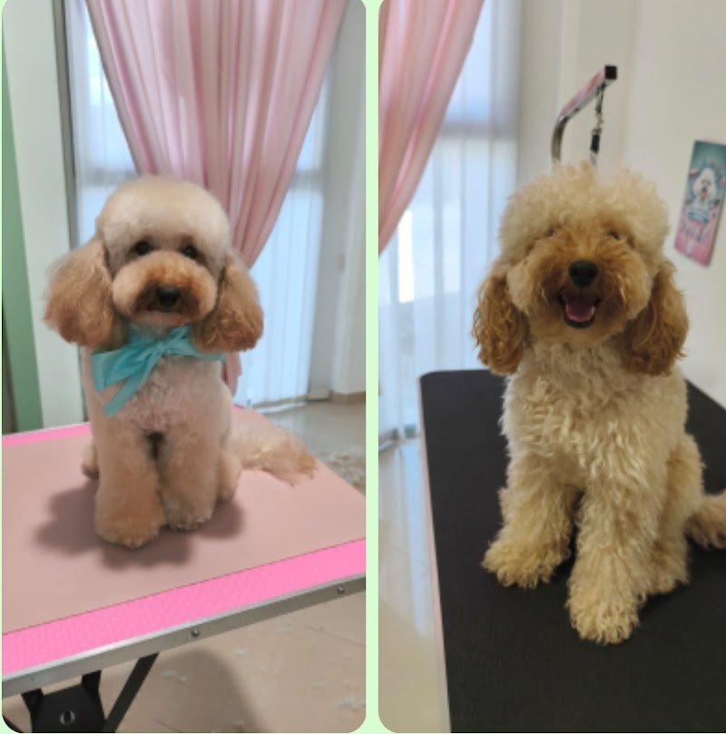 Ego luxury boutique & grooming for Pets - Foto 3