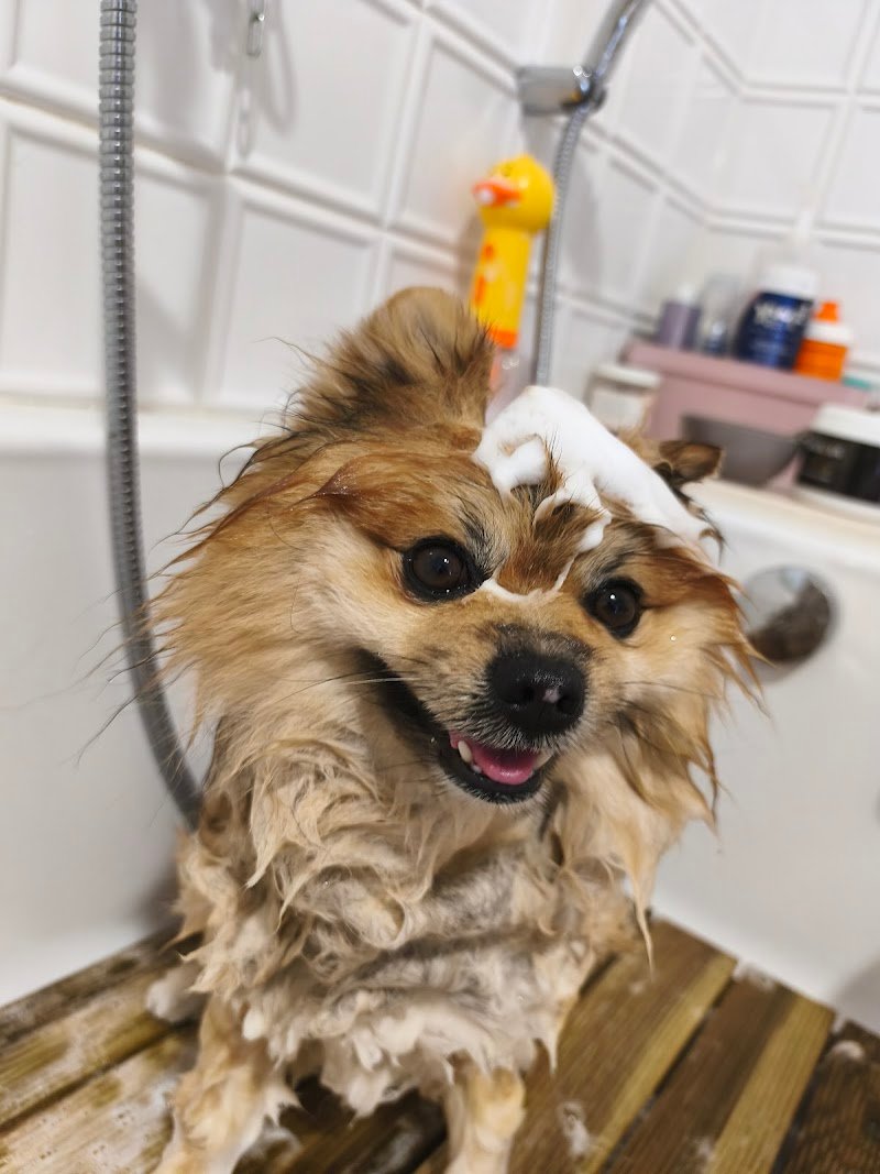 Ego luxury boutique & grooming for Pets - Foto 4