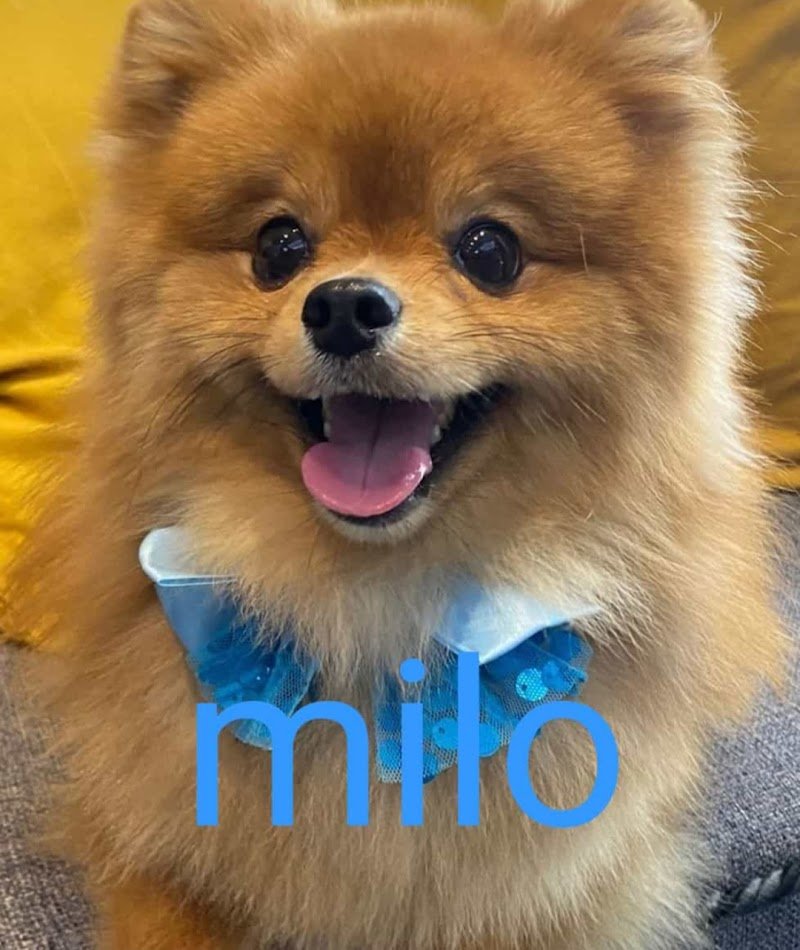 El Chico Del Pelo Toelettatura - Foto 3