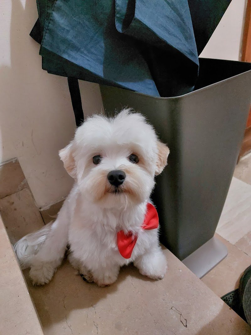 El Chico Del Pelo Toelettatura - Foto 4