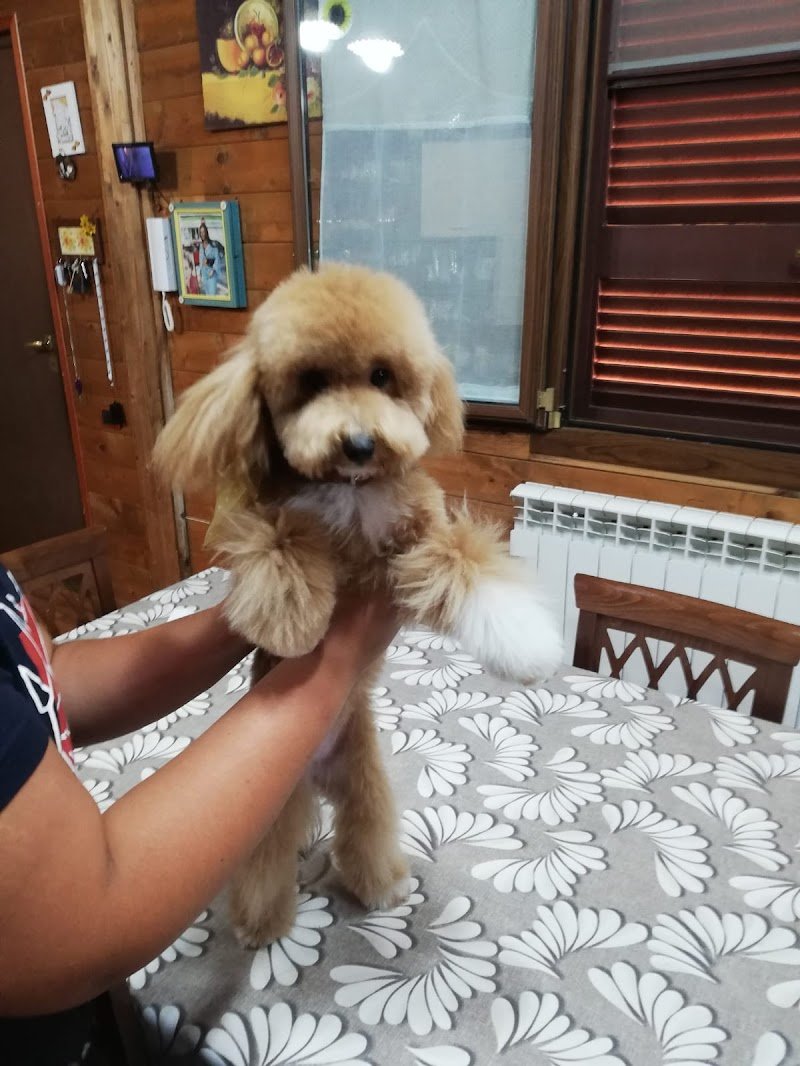 El Chico Del Pelo Toelettatura - Foto 6