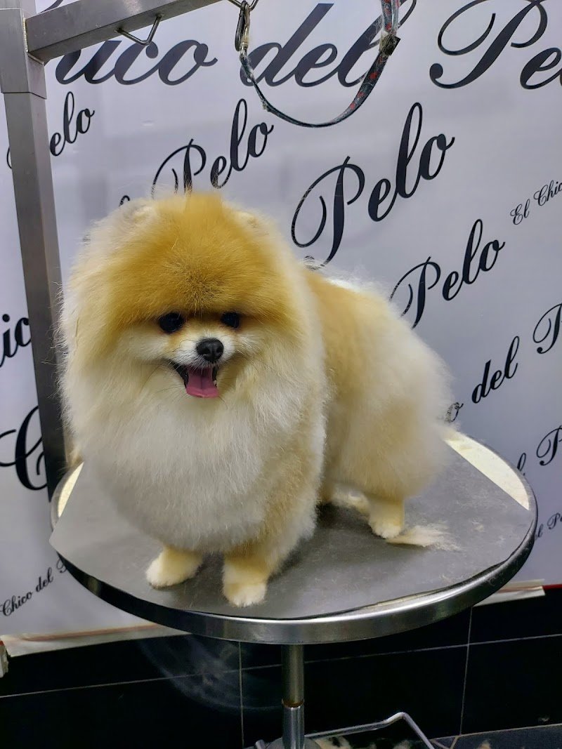 El Chico Del Pelo Toelettatura - Foto 1