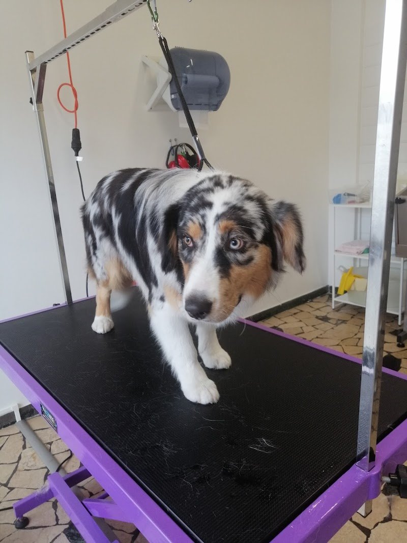 El me cagneto - Foto 1