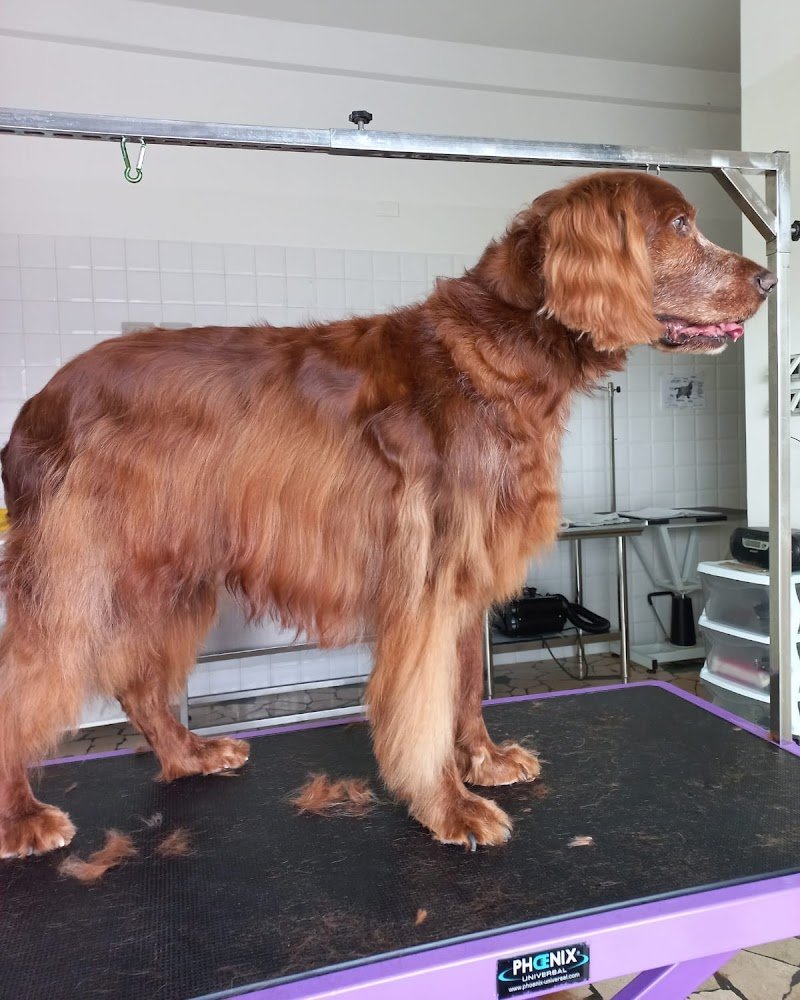 El me cagneto - Foto 5