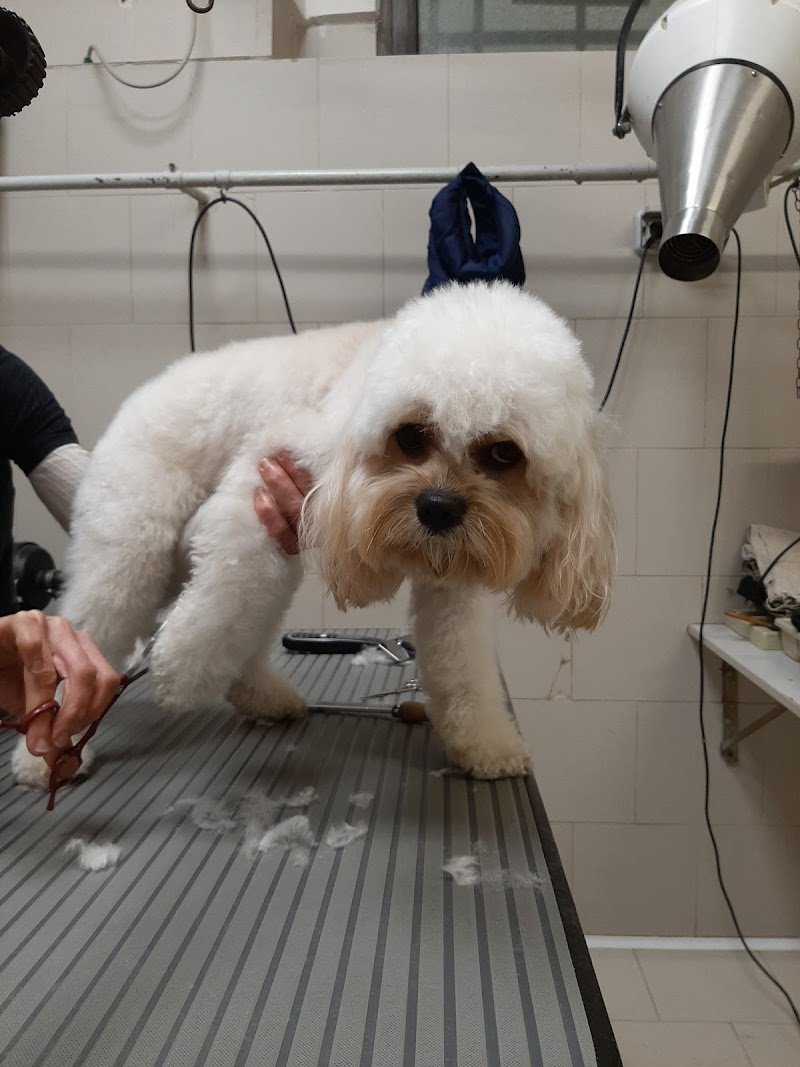 El Peluquero S.A.S. - Foto 1