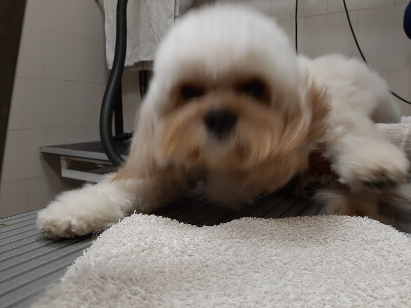 El Peluquero S.A.S. - Foto 6