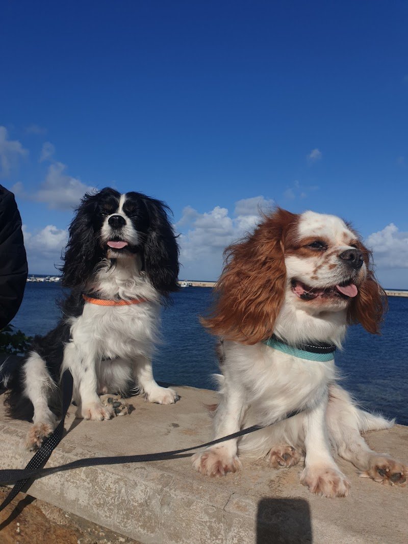 El Perrito Feliz ASD - Foto 1