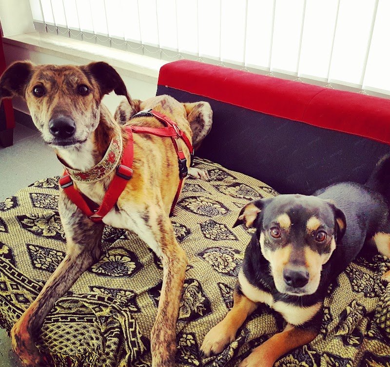 El Perrito Feliz ASD - Foto 2