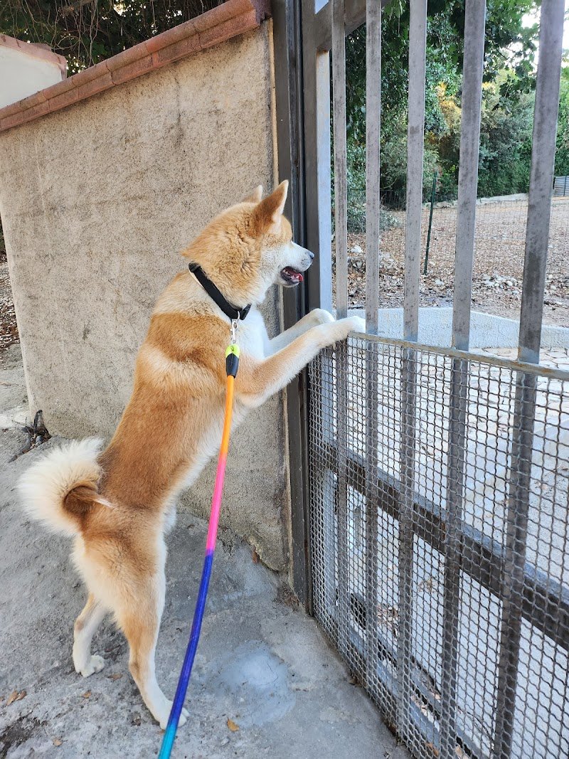 El Perrito Feliz ASD - Foto 3