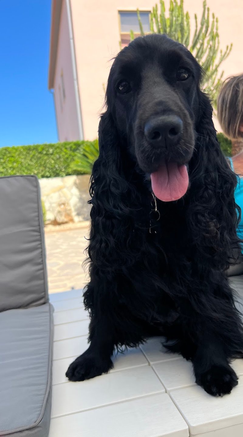 El Perrito Feliz ASD - Foto 6