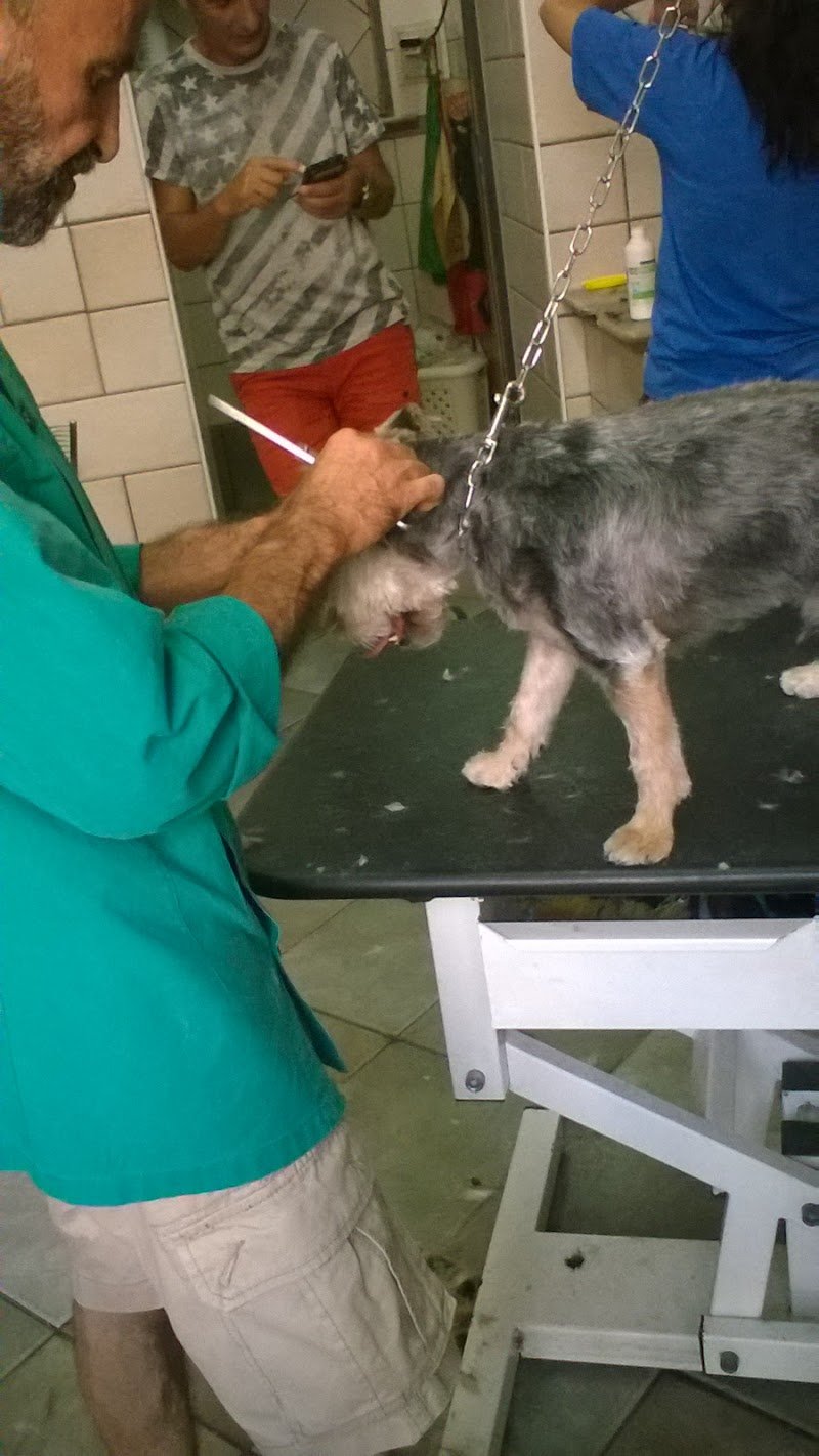 El Perro Lindo - Foto 3