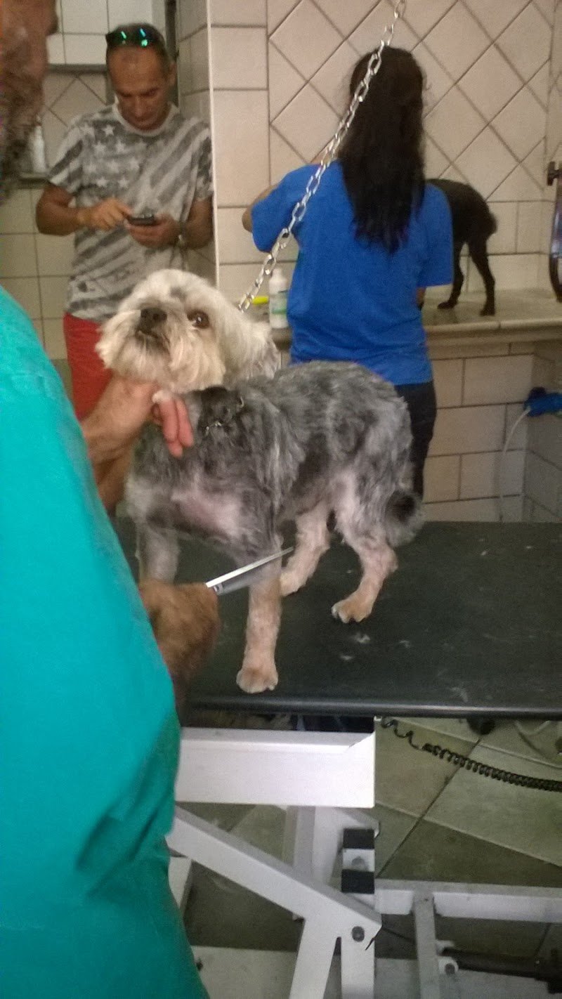 El Perro Lindo - Foto 4