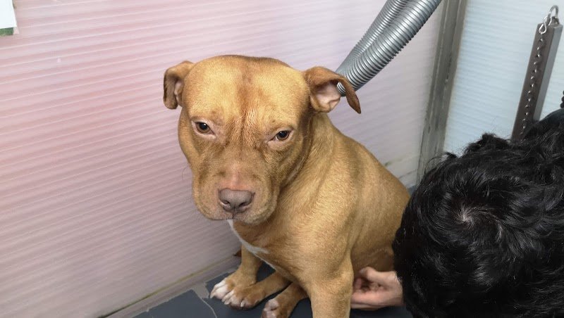 Ele e Giò Toelettatura - Lavaggio Cani - Foto 1