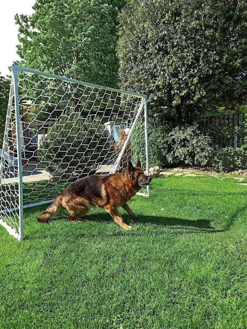 Ele e Giò Toelettatura - Lavaggio Cani - Foto 2