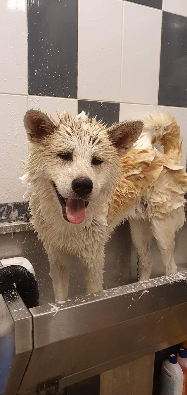 Ele e Giò Toelettatura - Lavaggio Cani - Foto 3